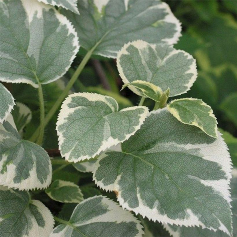 Hortensia anomala var. petiolaris Silver Lining - Hortensia trepadora (Follaje)