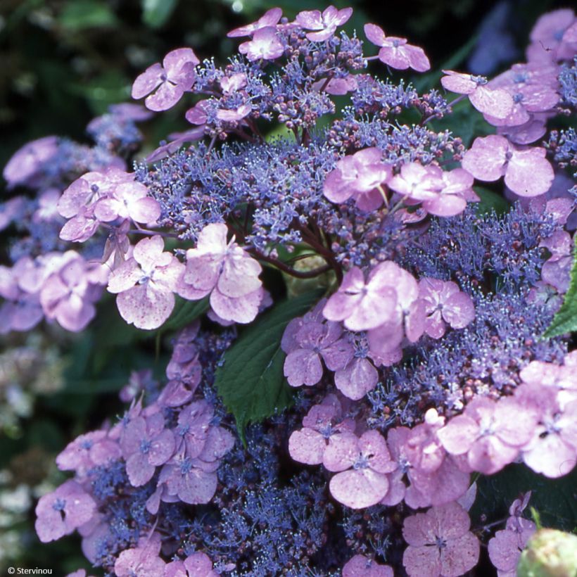 Hortensia serrata Vicomte de Kerlot - Hydrangea (Floración)