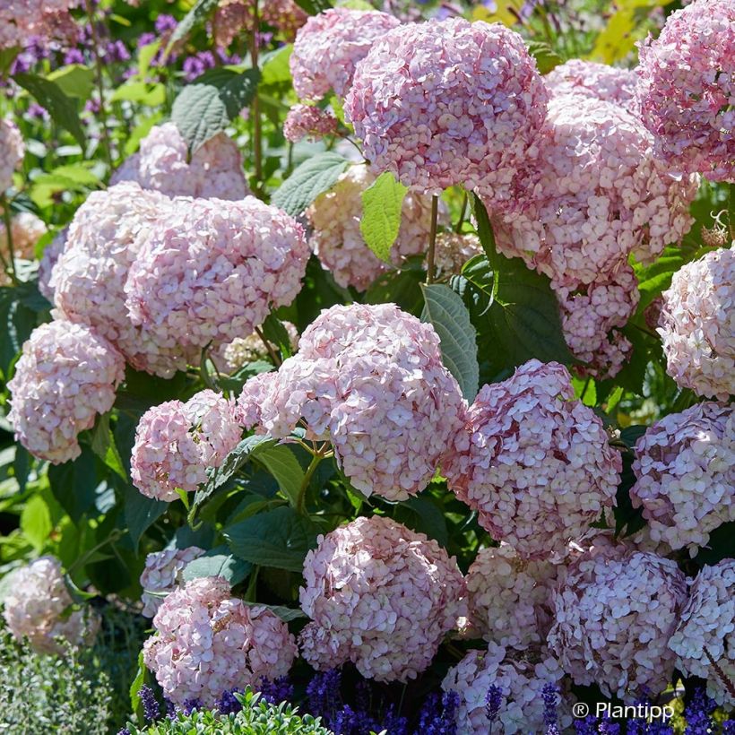 Hortensia arborescens Candybelle Bubblegum (Floración)