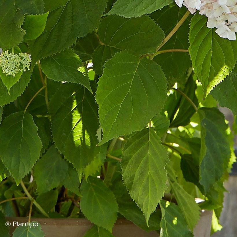 Hortensia arborescens Candybelle Marshmallow (Follaje)