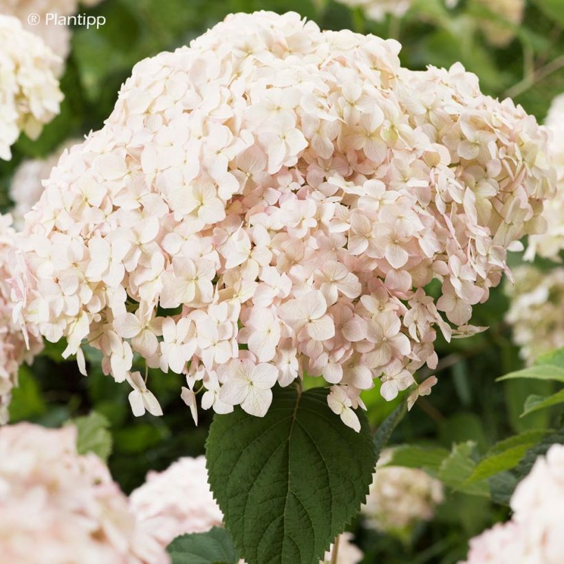 Hortensia arborescens Candybelle Marshmallow (Floración)