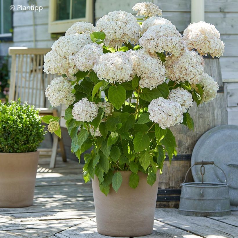 Hortensia arborescens Candybelle Marshmallow (Porte)