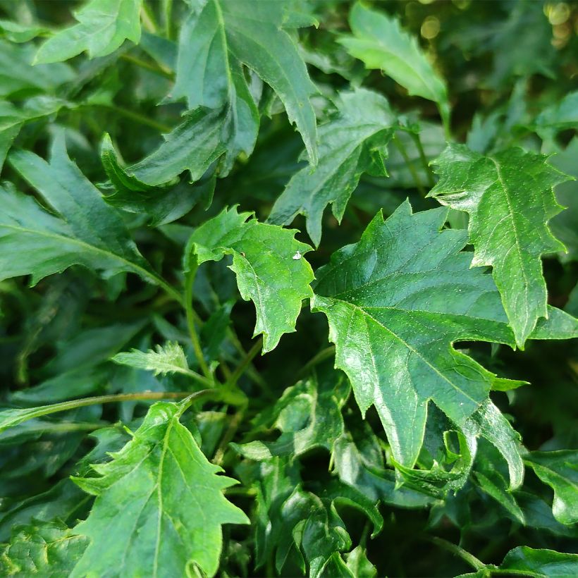 Hortensia arborescens Emerald lace (Follaje)