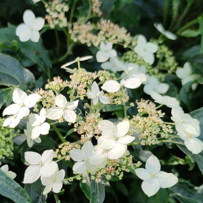 Hortensia arborescens Emerald lace (Floración)