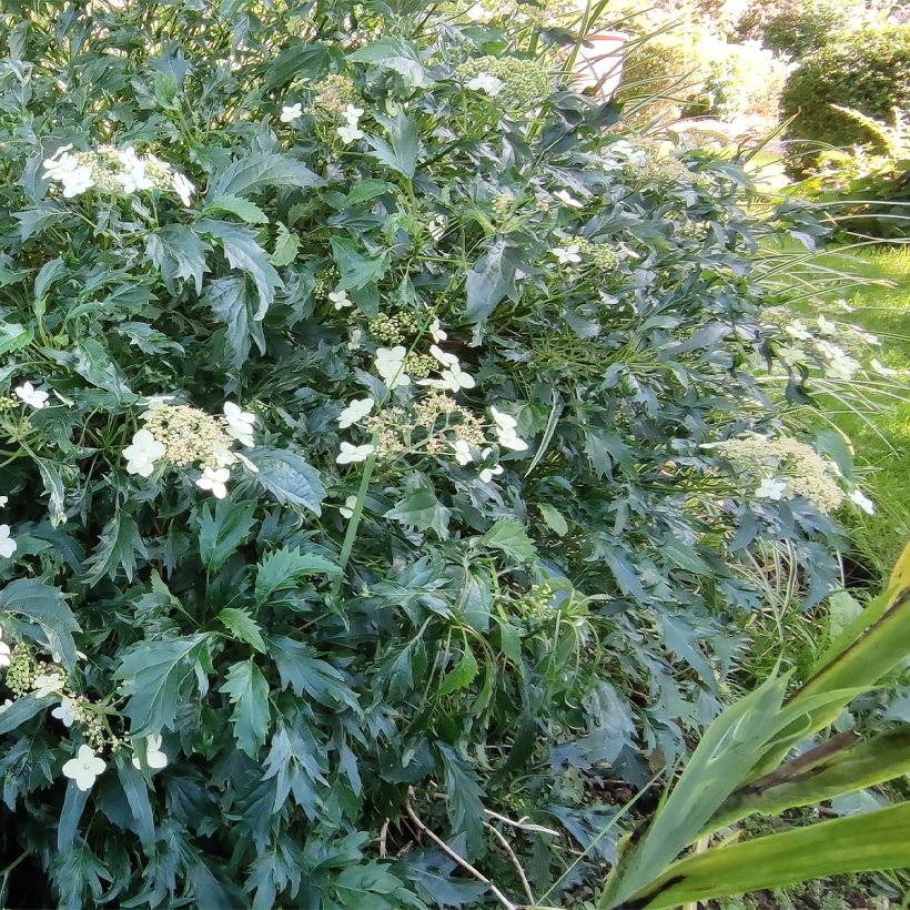 Hortensia arborescens Emerald lace (Porte)