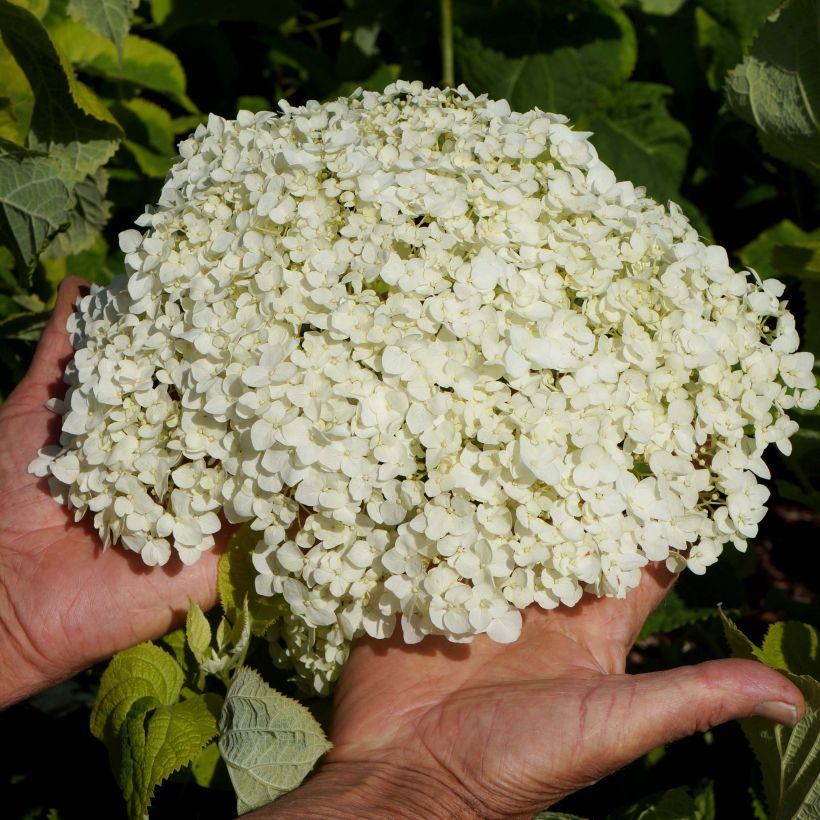 Hortensia arborescens Golden Annabelle (Floración)