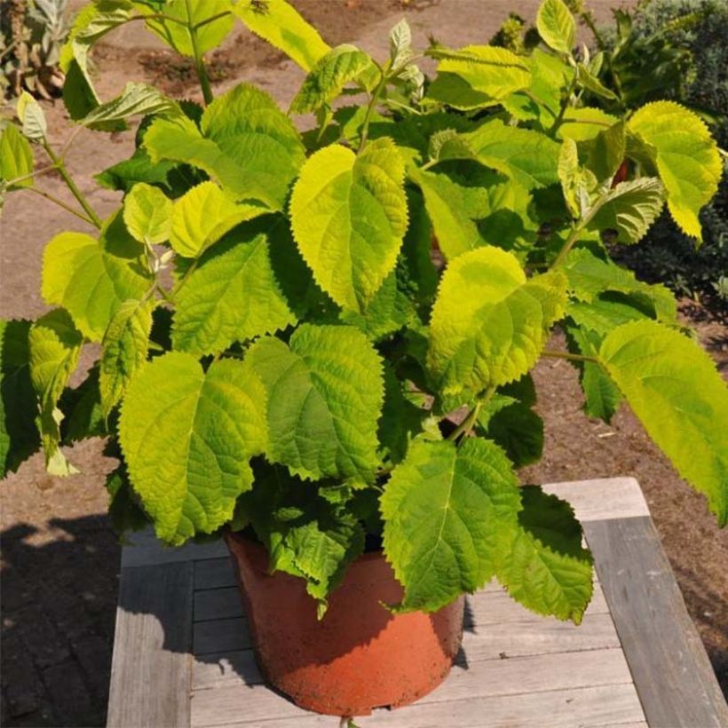 Hortensia arborescens Golden Annabelle (Porte)