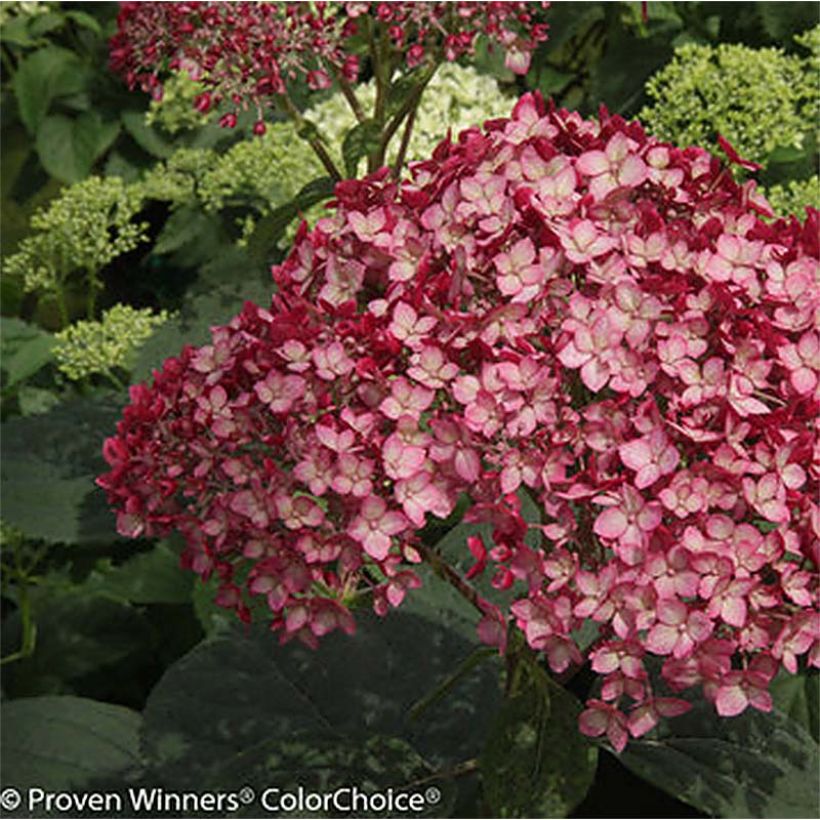 Hortensia arborescens Ruby Annabelle (Floración)