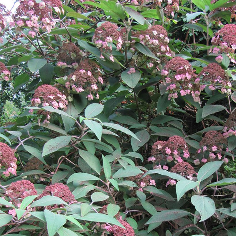 Hortensia aspera Anthony Bullivant - Hydrangea (Floración)