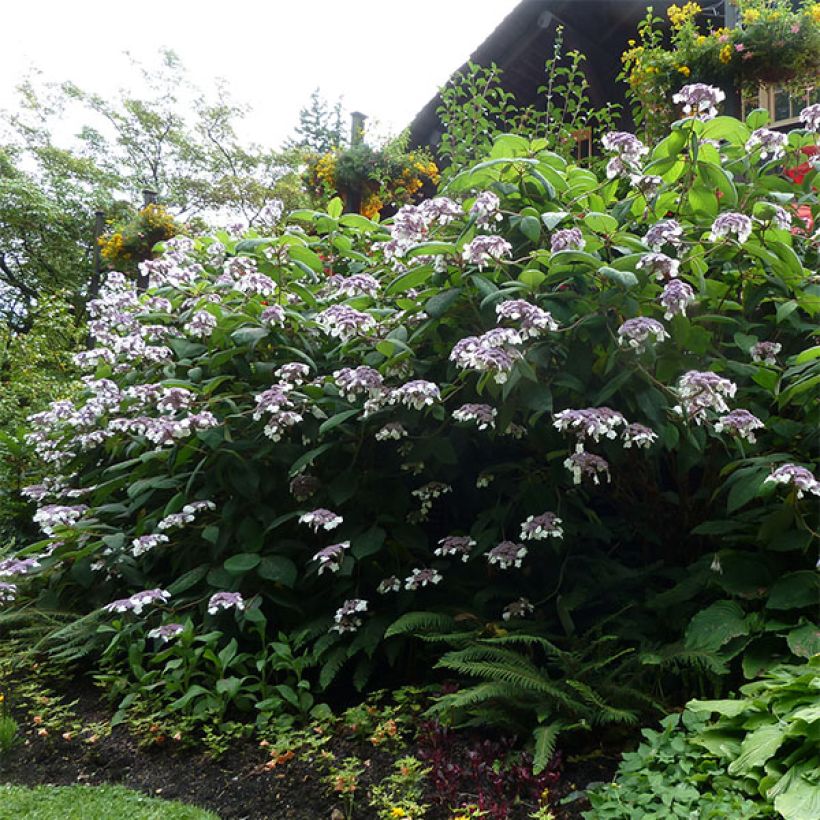 Hortensia aspera Anthony Bullivant - Hydrangea (Porte)