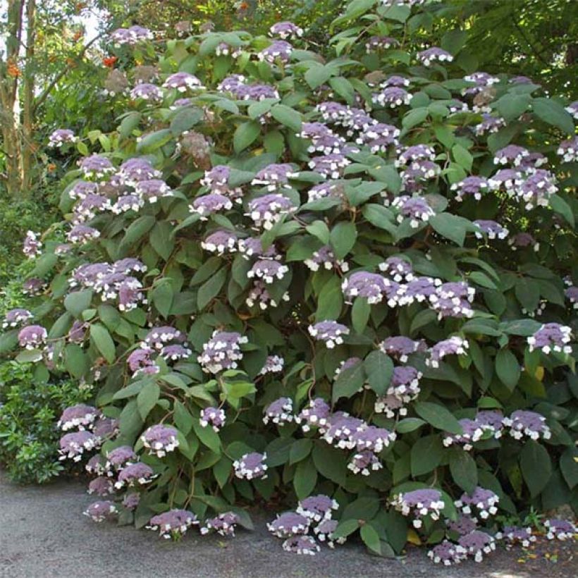 Hortensia aspera Bellevue - Hydrangea (Floración)