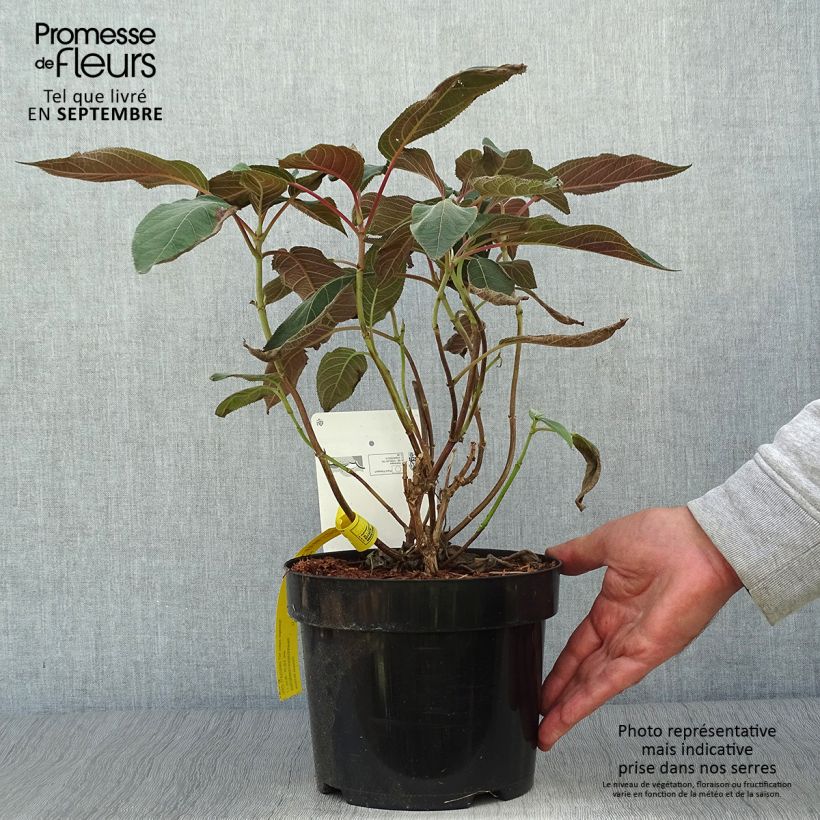 Ejemplar de Hydrangea aspera Hot Chocolate - Hortensia brun  Pot de 3L/4L entregado en otoño