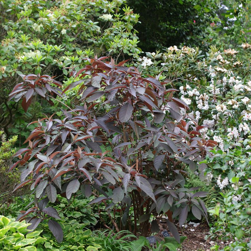 Hortensia aspera Hot Chocolate - Hydrangea (Porte)