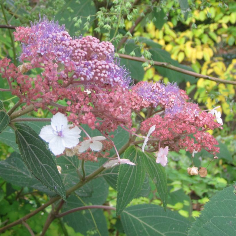 Hortensia aspera Kawakami - Hydrangea (Floración)