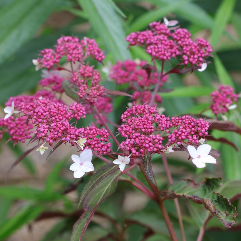 Hortensia aspera Rosemary Foster - Hydrangea (Floración)