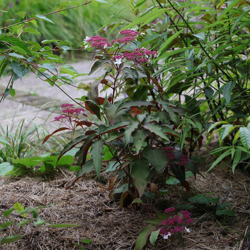 Hortensia aspera Rosemary Foster - Hydrangea (Porte)