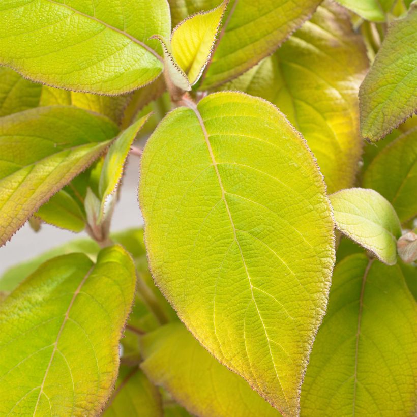 Hortensia aspera subsp. sargentiana Goldrush - Hydrangea (Follaje)