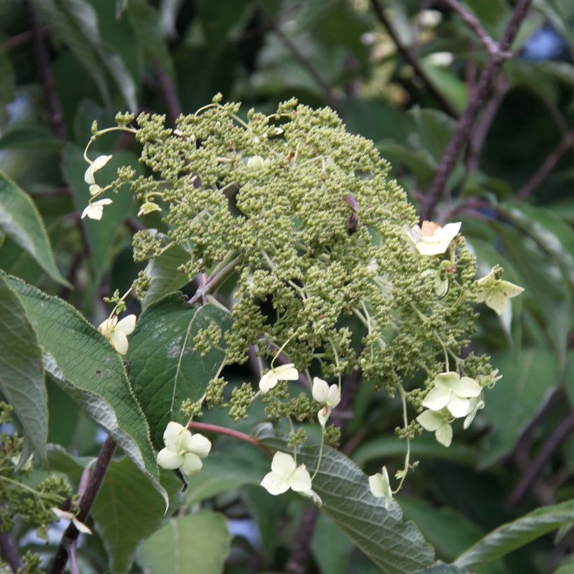 Hortensia heteromalla Bretschneideri - Hydrangea (Floración)