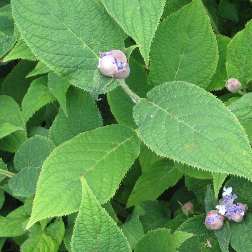 Hortensia involucrata - Hydrangea (Follaje)