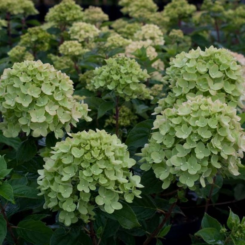 Hortensia paniculata Little Lime - Hydrangea (Floración)