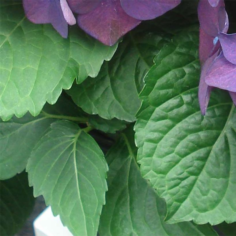 Hortensia macrophylla Deep Purple Dance - Hydrangea (Follaje)