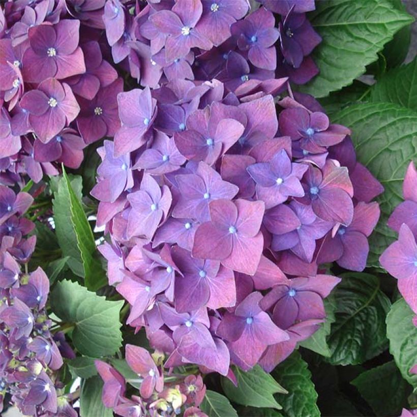 Hortensia macrophylla Deep Purple Dance - Hydrangea (Floración)