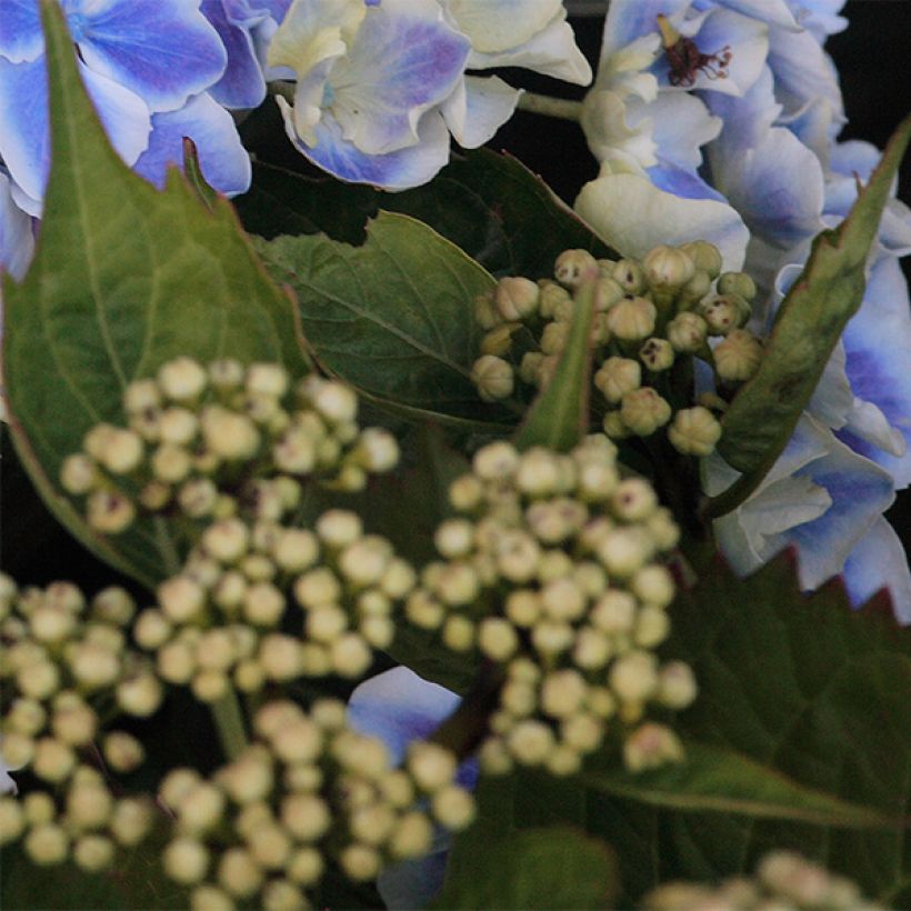 Hortensia macrophylla Lady Fujiyo - Hydrangea (Follaje)