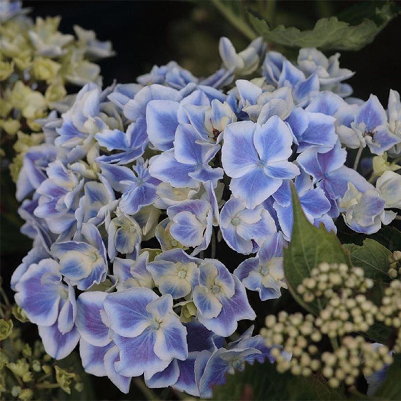 Hortensia macrophylla Lady Fujiyo - Hydrangea (Floración)