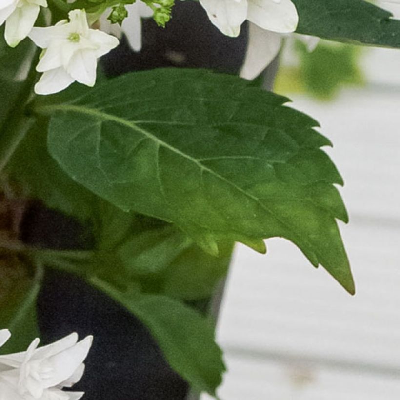 Hortensia macrophylla Shooting Star - Hydrangea (Follaje)