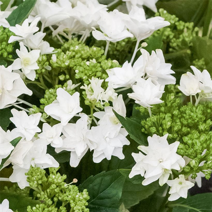 Hortensia macrophylla Shooting Star - Hydrangea (Floración)