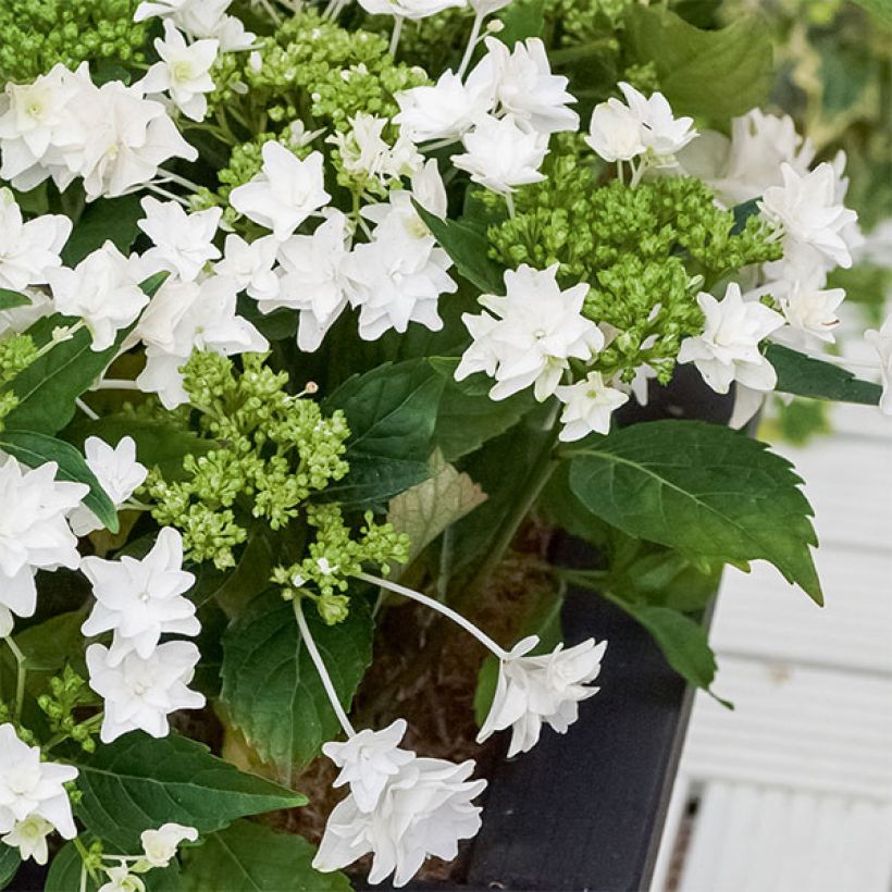 Hortensia macrophylla Shooting Star - Hydrangea (Porte)