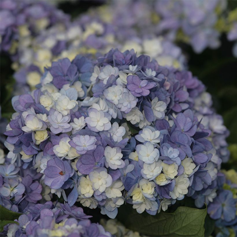 Hortensia macrophylla Tea Time Together - Hydrangea (Floración)