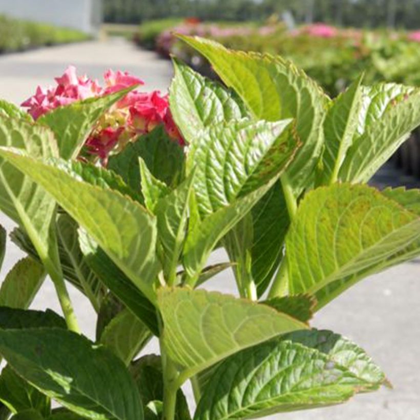 Hortensia macrophylla Alpenglühen - Hydrangea (Follaje)