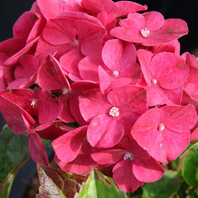 Hortensia macrophylla Alpenglühen - Hydrangea (Floración)