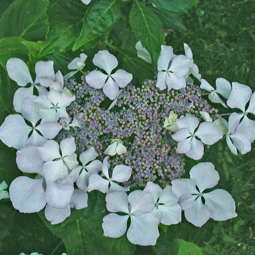 Hortensia macrophylla Beauté Vendômoise - Hydrangea (Floración)