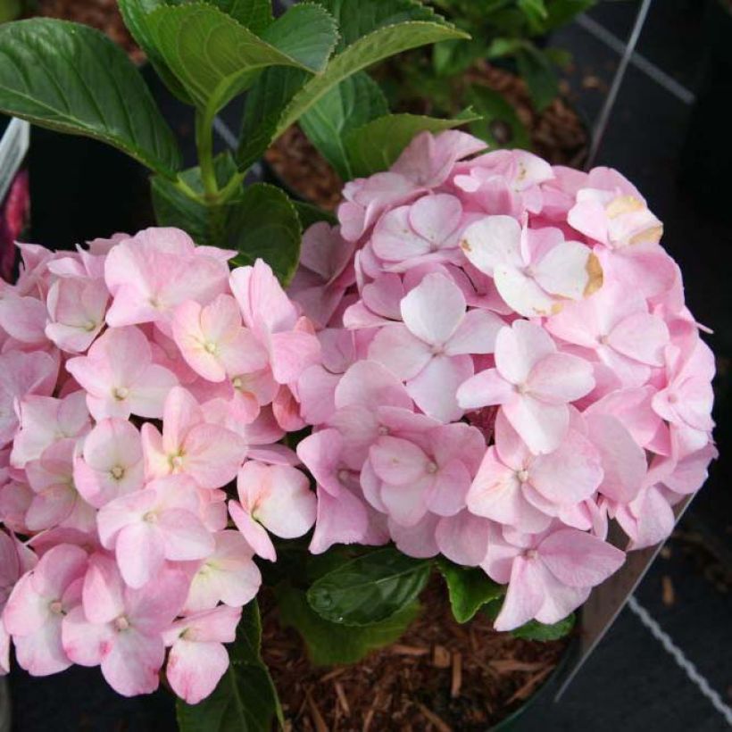 Hortensia macrophylla Belle Séduction - Hydrangea (Floración)