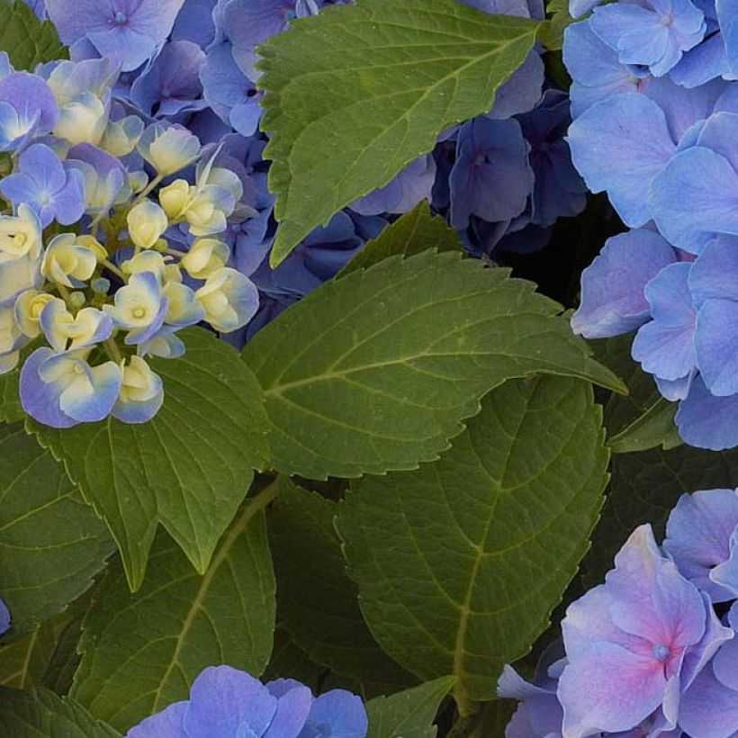 Hortensia macrophylla Benelux Blue - Hydrangea (Follaje)