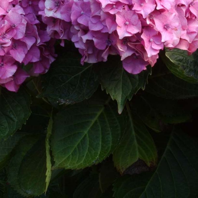 Hortensia macrophylla Benelux Pink - Hydrangea (Follaje)