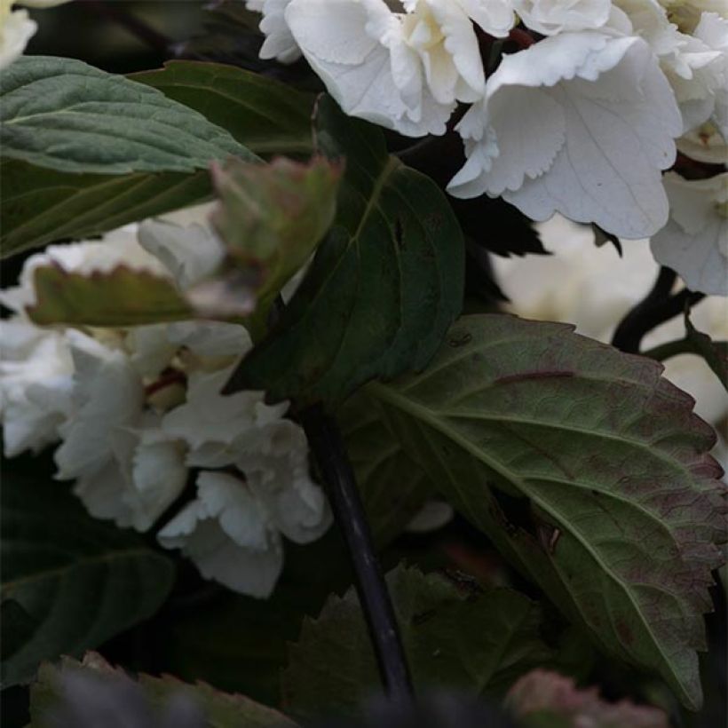 Hortensia macrophylla Black Steel Zebra - Hydrangea (Follaje)