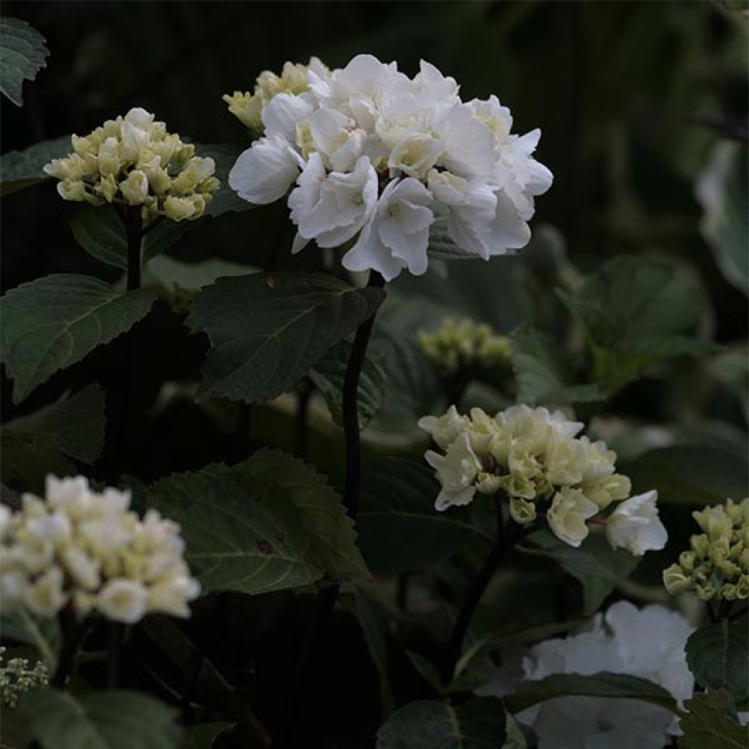 Hortensia macrophylla Black Steel Zebra - Hydrangea (Floración)