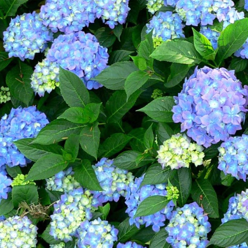 Hortensia macrophylla Blauer Prinz - Hydrangea (Follaje)