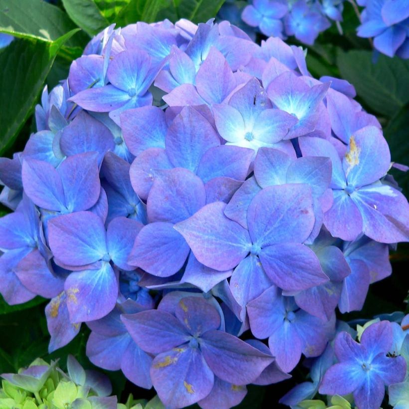 Hortensia macrophylla Blauer Prinz - Hydrangea (Floración)