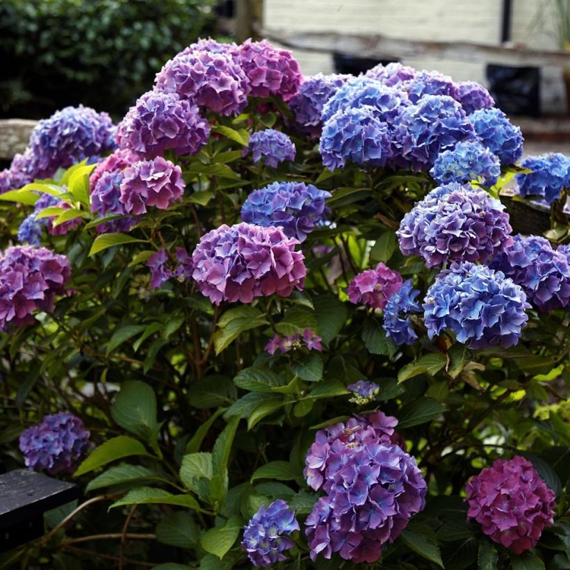 Hortensia macrophylla Blauer Zwerg - Hydrangea (Porte)