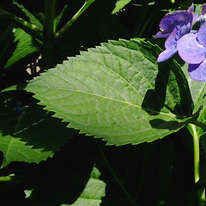 Hortensia macrophylla Blue Sky - Hydrangea (Follaje)