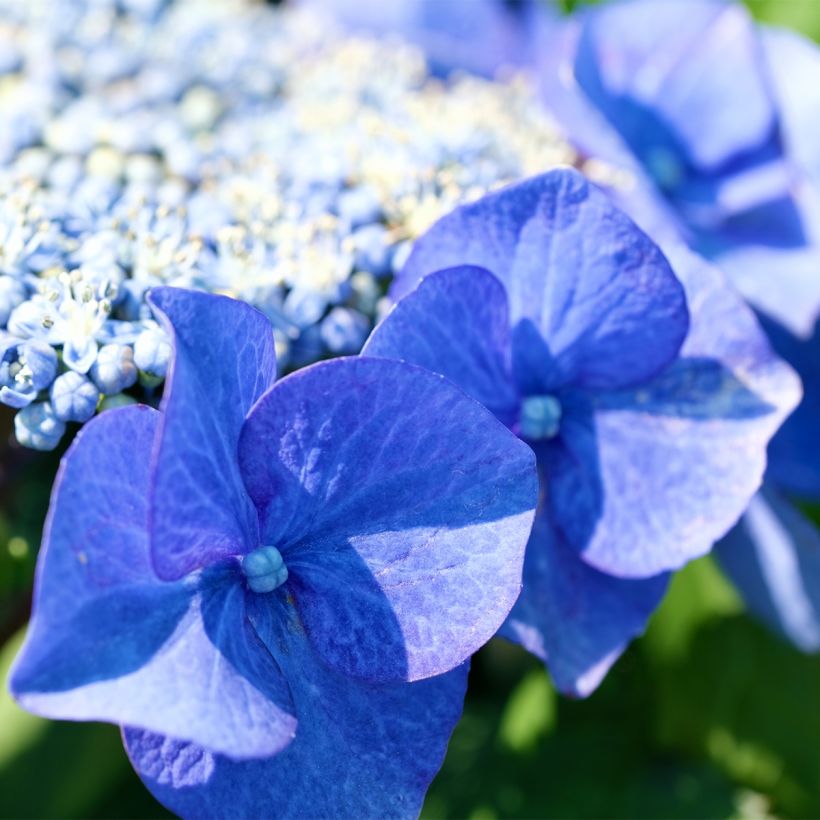 Hortensia macrophylla Blue Sky - Hydrangea (Floración)