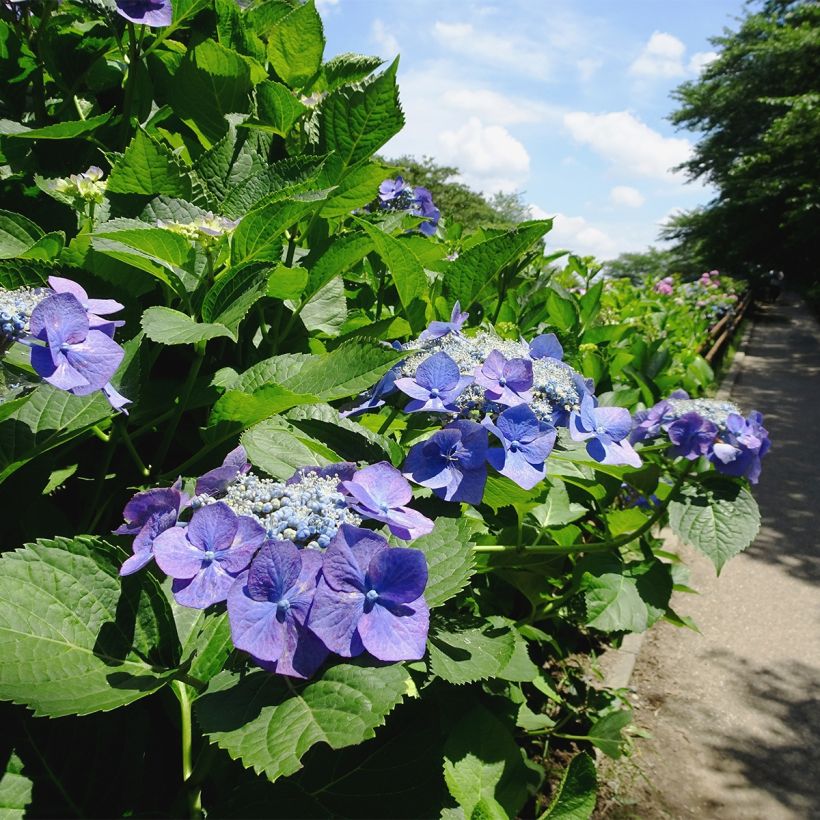 Hortensia macrophylla Blue Sky - Hydrangea (Porte)