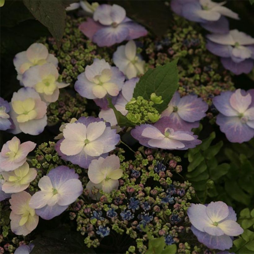 Hortensia macrophylla Blueberry Cheesecake - Hydrangea (Floración)