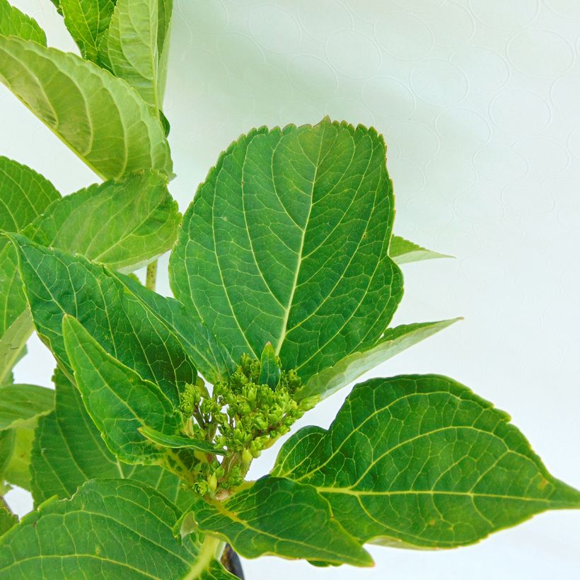 Hortensia macrophylla Caipirinha - Hydrangea (Follaje)