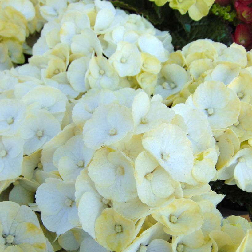 Hortensia macrophylla Caipirinha - Hydrangea (Floración)