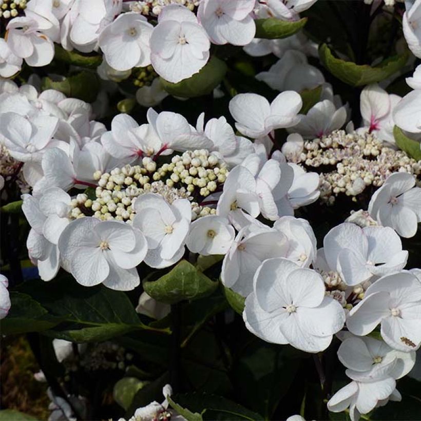 Hortensia macrophylla Rendez-Vous Choco Chic - Hydrangea (Floración)